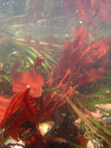 Erythrophyllum delesserioides observed 2026-07-29