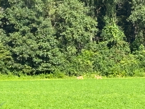 iNaturalist observation photo of White-tailed Deer