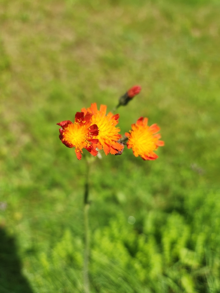 Pilosella aurantiaca, Windsor, QC J1S 2L5, Canada
