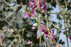 Oreotrochilus estella