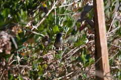 Anairetes flavirostris