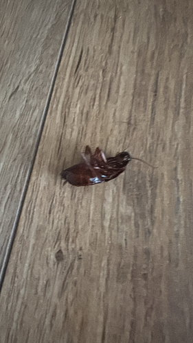 Oriental Cockroach