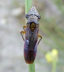 Homalodisca liturata