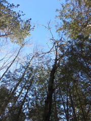 Populus