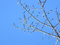 Populus