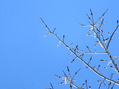 Populus