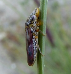 Homalodisca liturata