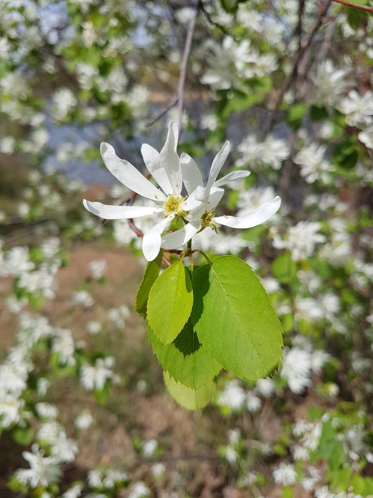 Cusick's serviceberry
