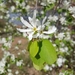Cusick's Serviceberry - Photo (c) David Bell, some rights reserved (CC BY-NC), uploaded by David Bell