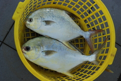 Trachinotus blochii