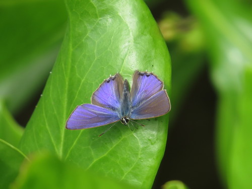 Anthene seltuttus (Röber, 1886)