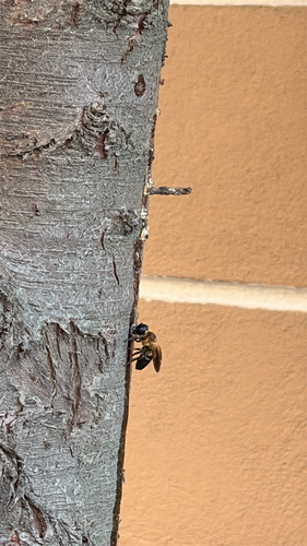 Sculptured Resin Bee