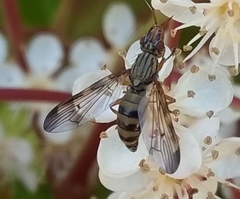 Dorycera