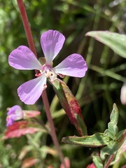 Clarkia delicata