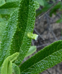 Rhopalomyia audibertiae