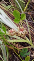 Trifolium cernuum