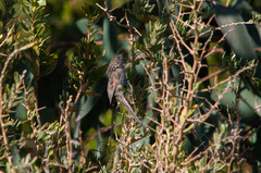Leptasthenura striata