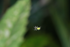 Araniella cucurbitina