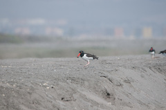 Haematopus palliatus