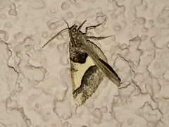 Frederickia hypaethrata