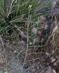 Sisymbrium orientale