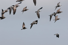 Leucophaeus modestus