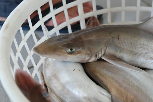Japanese smoothhound (Mustelus griseus) — Triakidae — 3