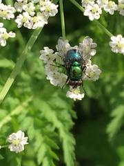 Lucilia illustris