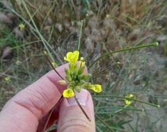 Sisymbrium orientale