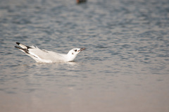 Chroicocephalus serranus