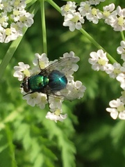 Lucilia illustris