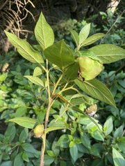 Exobasidium vaccinii