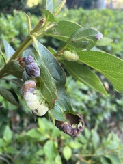 Exobasidium vaccinii