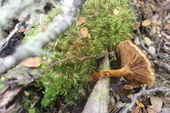 Pholiota multicingulata