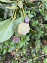 Exobasidium vaccinii