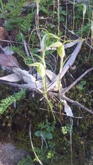 Pterostylis laxa