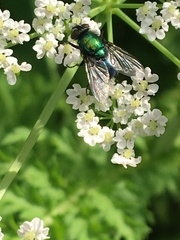 Lucilia illustris