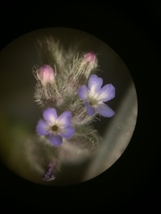 Myosotis stricta