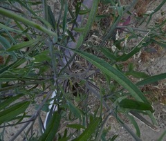 Sisymbrium orientale