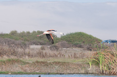 Phoenicopterus chilensis