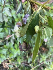 Exobasidium vaccinii