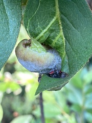 Exobasidium vaccinii