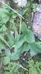 Pterostylis laxa