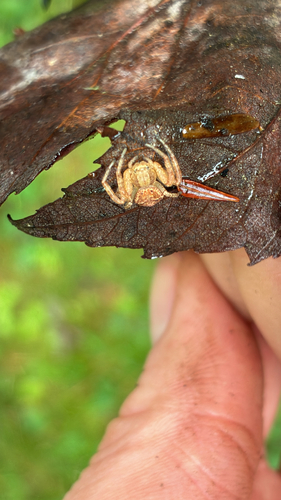 Entelegyne Spiders