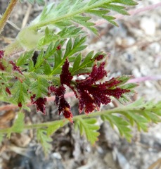 Synchytrium papillatum