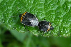 Cosmopepla conspicillaris