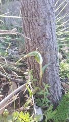 Pterostylis laxa