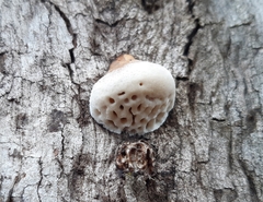 Hexagonia vesparia