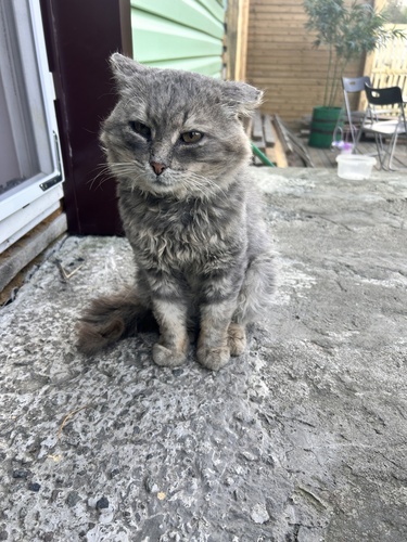 Domestic Cat