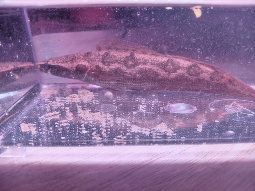 Forest Snakehead